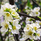 Айва великолепная Джет Трейл с2