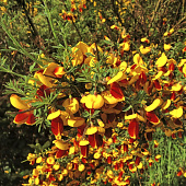 Ракитник с2