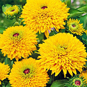 Рудбекия Майя с3