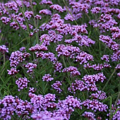 Вербена буэнос-айресская с2