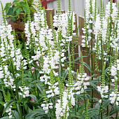 Физостегия Кристал Пик Вайт с2