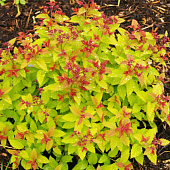 Спирея японская Спарклинг Шампань с3