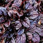 Живучка ползучая Махагон с1