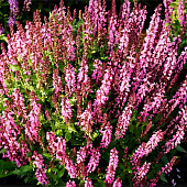 Дубровник светлеющий розовый с2