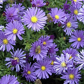 Астра кустарниковая Блю Лагун с3