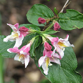 Вейгелла цветущая Карикатура с2