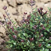 Жимолость блестящая Пурпл Мист с2