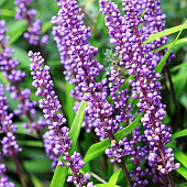 Лириопе мускари Биг Блю с2