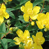 Зверобой Даммера с2