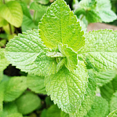 Мята Яблочная с1