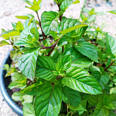 Мята Мандариновая с1