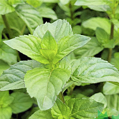 Мята Гранада с1