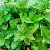 Мята бергамот с1