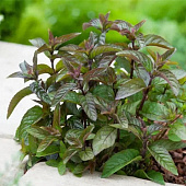 Мята Чоколейт с1